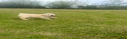 Golden Retriever dogs for sale: Beautiful litter of golden retrievers available  - Advert 5