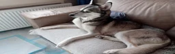 Siberian Husky dogs for sale: Siberian Huskie puppies for sale - Advert 6