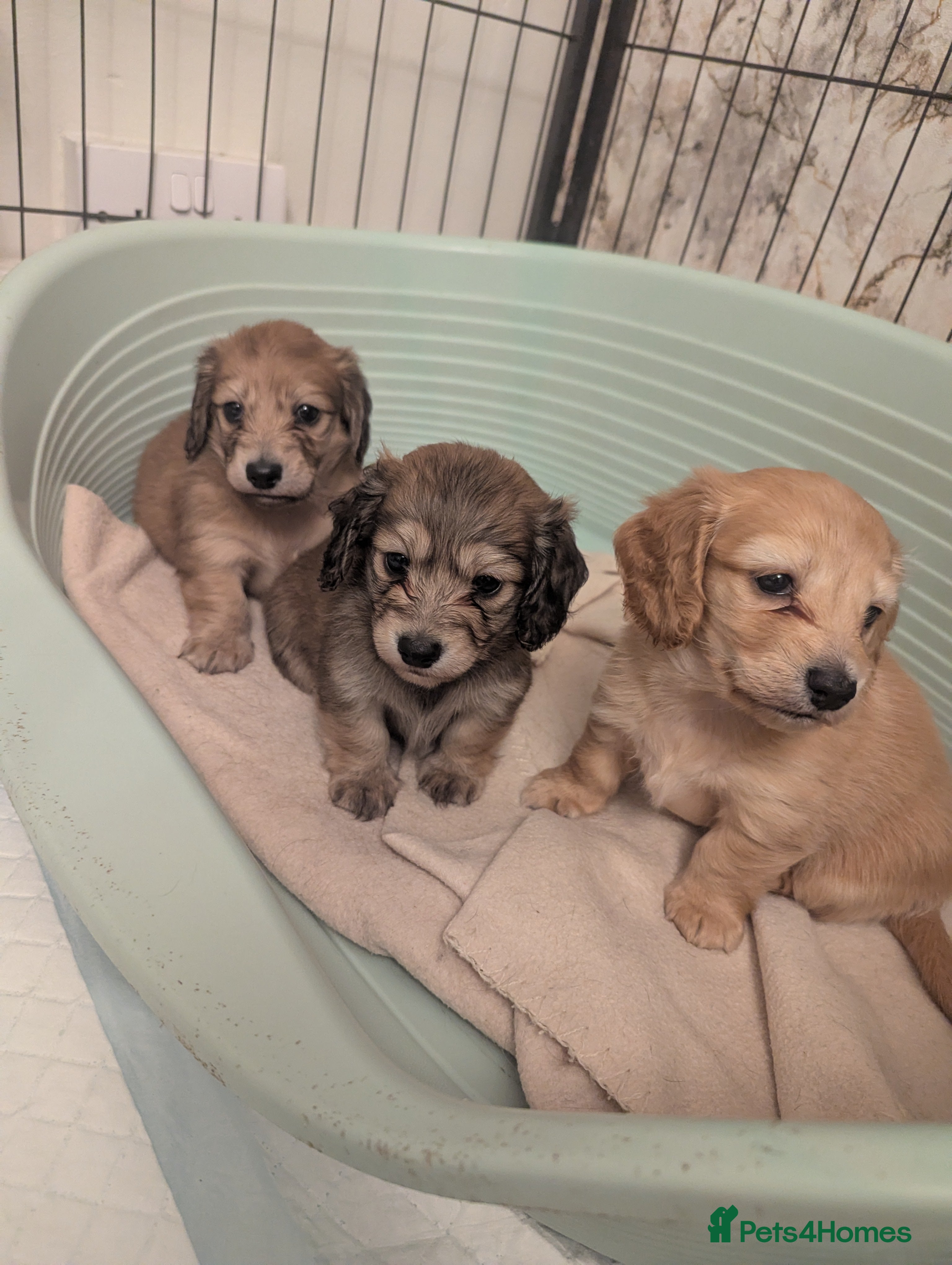 Miniature Dachshund dogs Last 2 available Long haired miniature dachshunds  - Advert 13