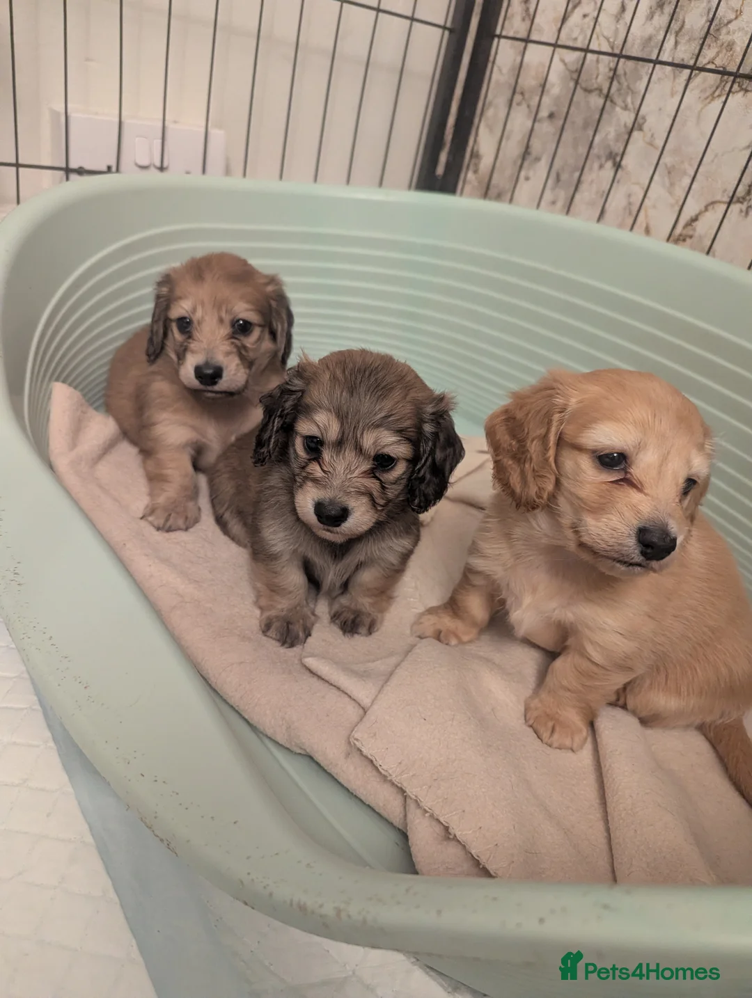 Miniature Dachshund dogs for sale: Last 2 available Long haired miniature dachshunds  - Advert 1