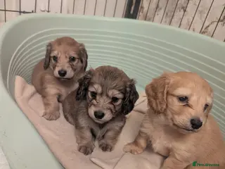 Miniature Dachshund dogs Last 2 available Long haired miniature dachshunds - Advert 4