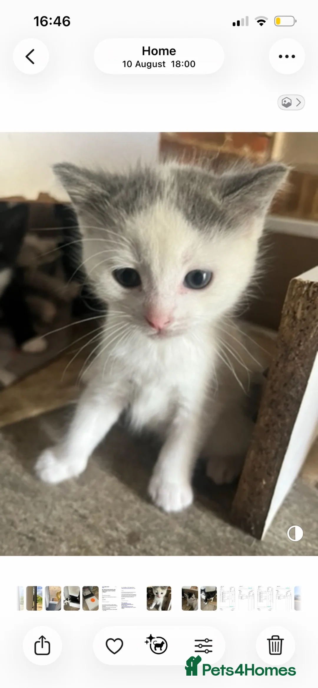 Mixed Breed cats for sale: 3 amazing little kitten 2 boys 1 girl Half Ragdoll - Advert 7