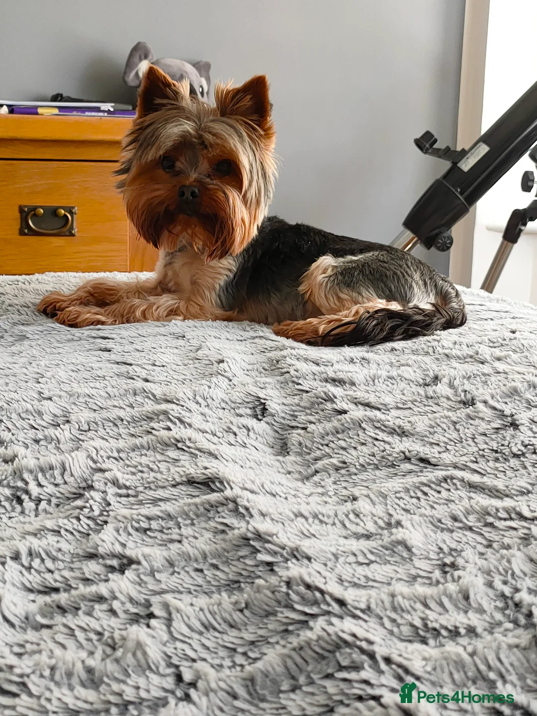 Yorkshire Terrier dogs for stud: Dog for stud  in Retford - Advert 15