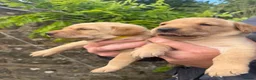 Labrador Retriever dogs for sale: Adorable Labrador puppies for sale in Ludlow - Advert 27
