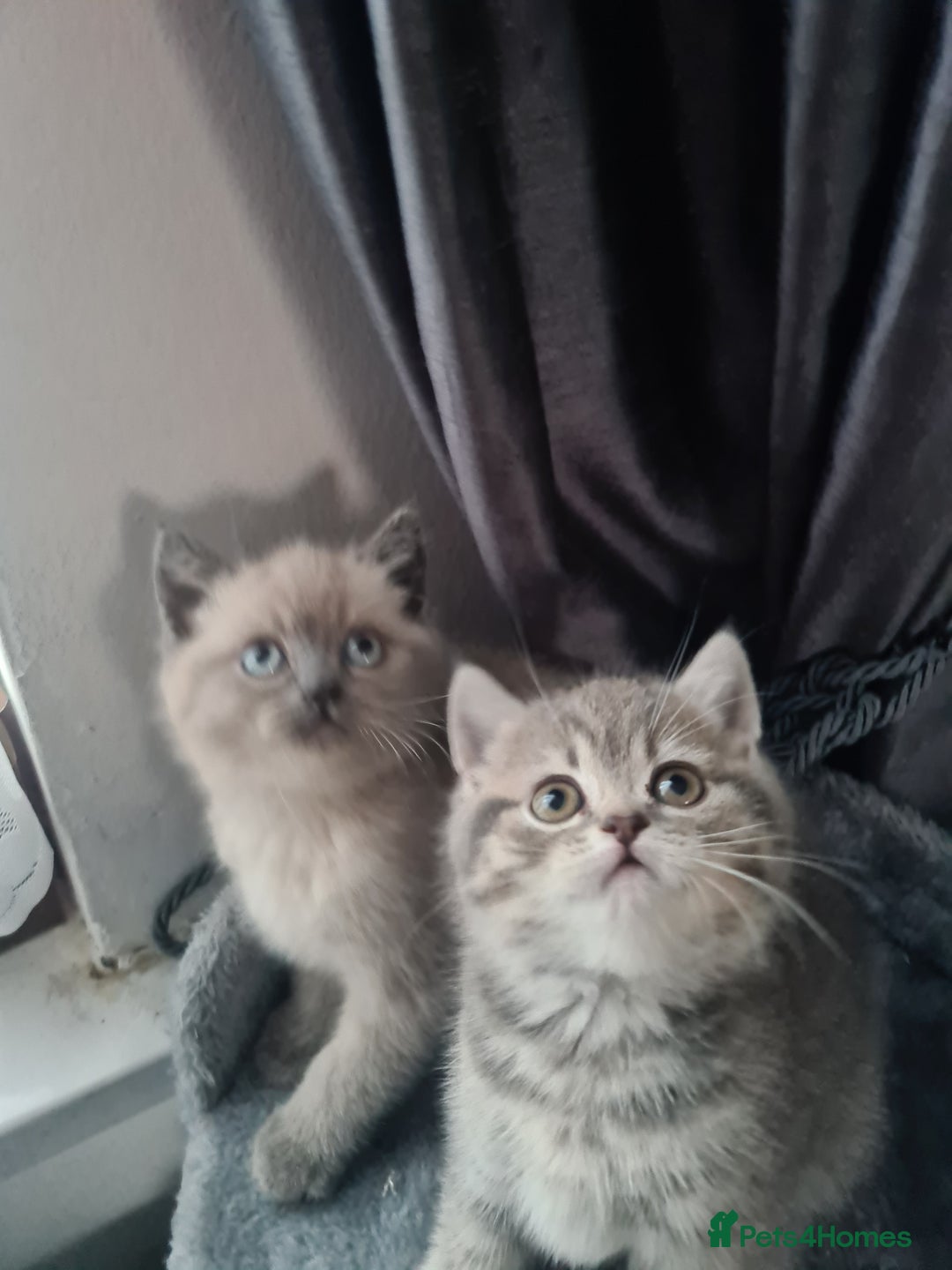 British Shorthair cats for sale: Beautiful kittens. - Advert 4