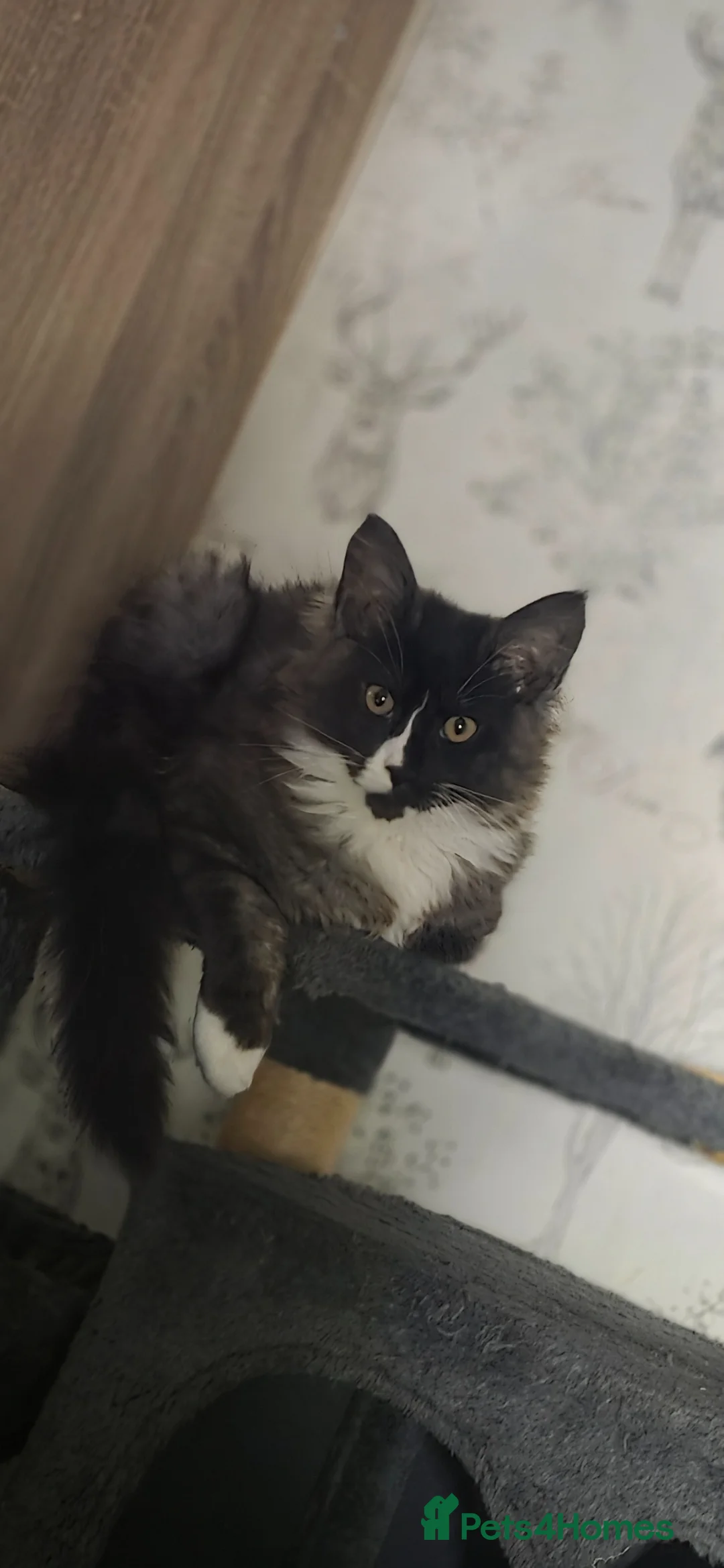 Maine Coon cats for sale: Maine Coon Kitten *available and reduced* - Advert 2