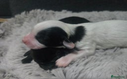 Australian Labradoodle dogs for sale: MINI Australian Labradoodle  in Leicester - Image 10