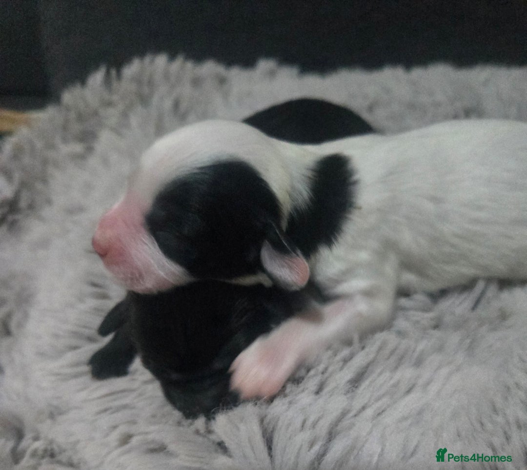 Australian Labradoodle dogs for sale: MINI Australian Labradoodle  in Leicester - Image 10