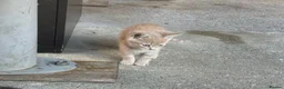 Mixed Breed cats for sale: 5 lovely female kittens for sale - Advert 2