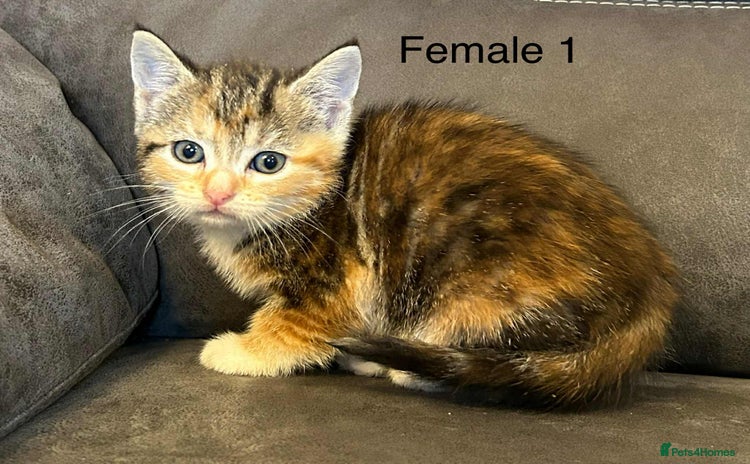 British Shorthair cats - Advert 1