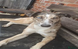 Mixed Breed dogs for sale: Needs a loving home  - Image 1