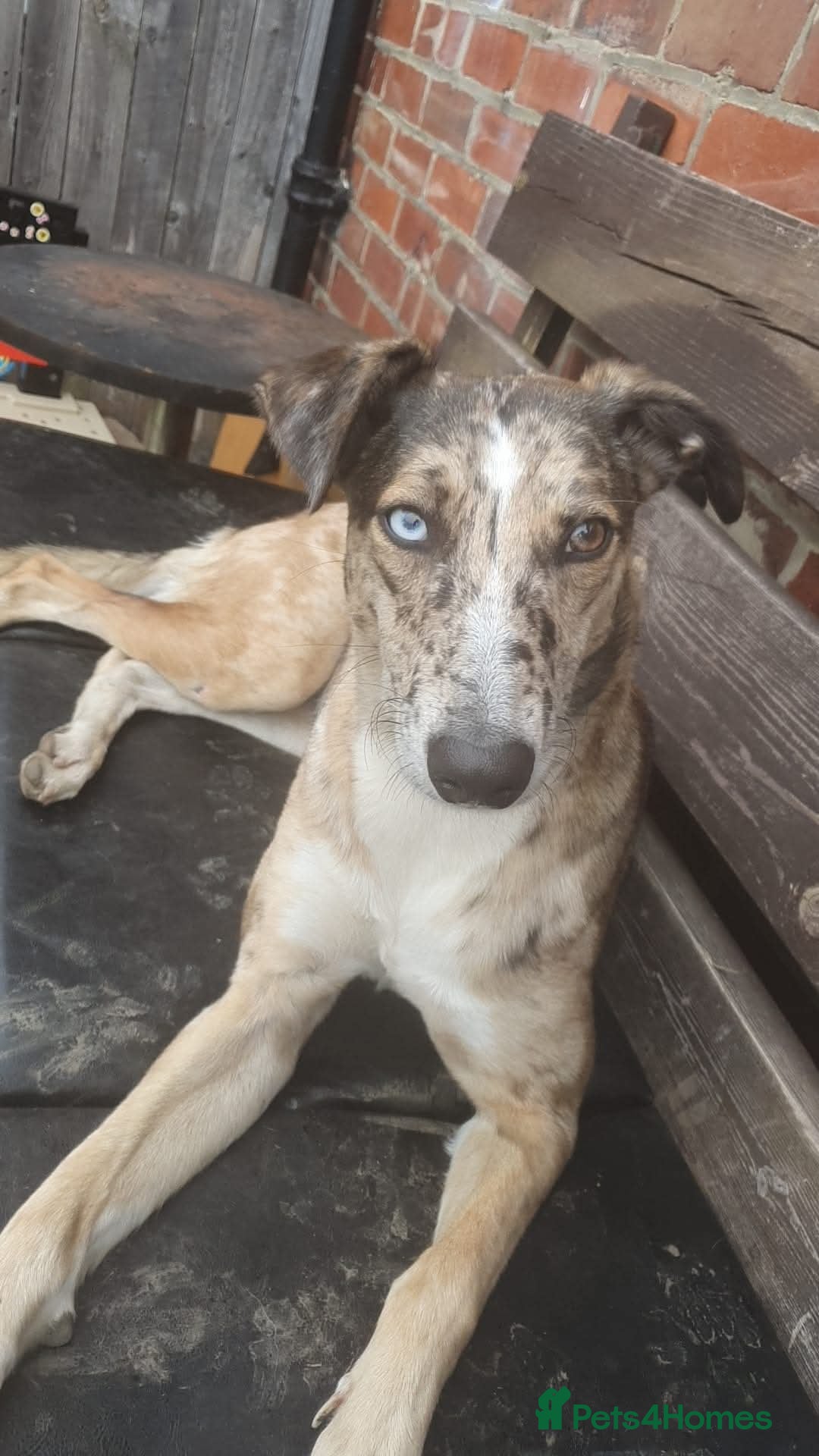 Mixed Breed dogs for sale: Needs a loving home  - Image 1