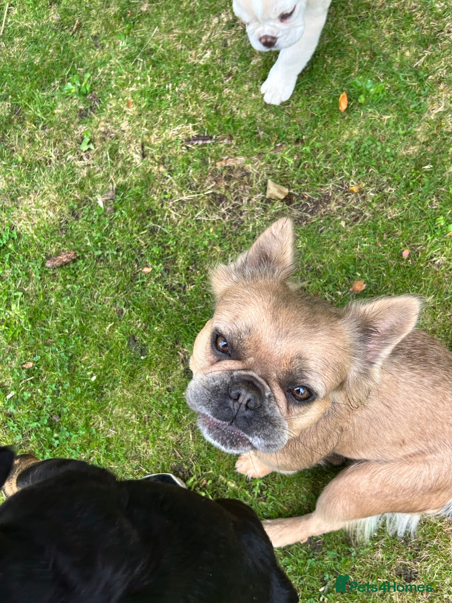 French Bulldog dogs Loving French Bulldog Girl – Family Home Required - Advert 2