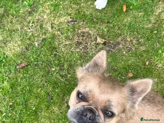 French Bulldog dogs Urgent French Bulldog Girl – Family Home Required - Advert 6
