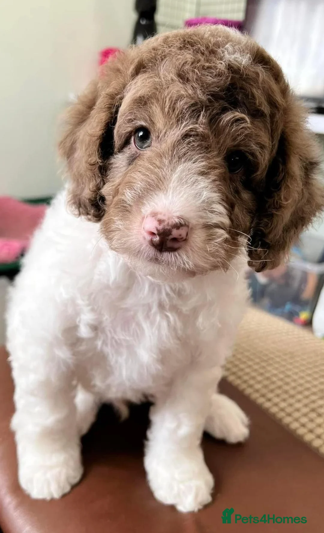 Miniature Poodle dogs for stud: Chocolate Phantom Merle Mini Poodle Stud in Ringwood - Advert 23