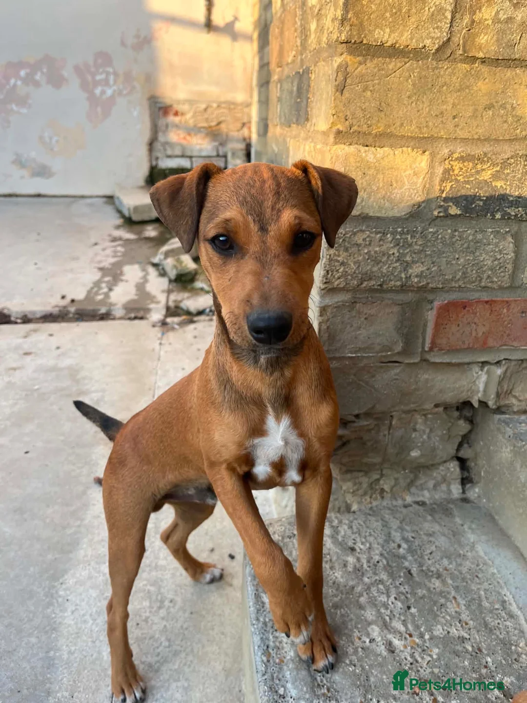 Mixed Breed dogs for sale: Jack Russell x Plummer puppies for sale - Advert 1