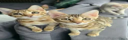 Bengal cats for sale: Ready NOW.. need go ASAP - Advert 6
