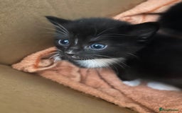Turkish Angora cats for sale: Turkish Angora Type  - Image 3
