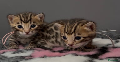 Bengal cats - Advert 14