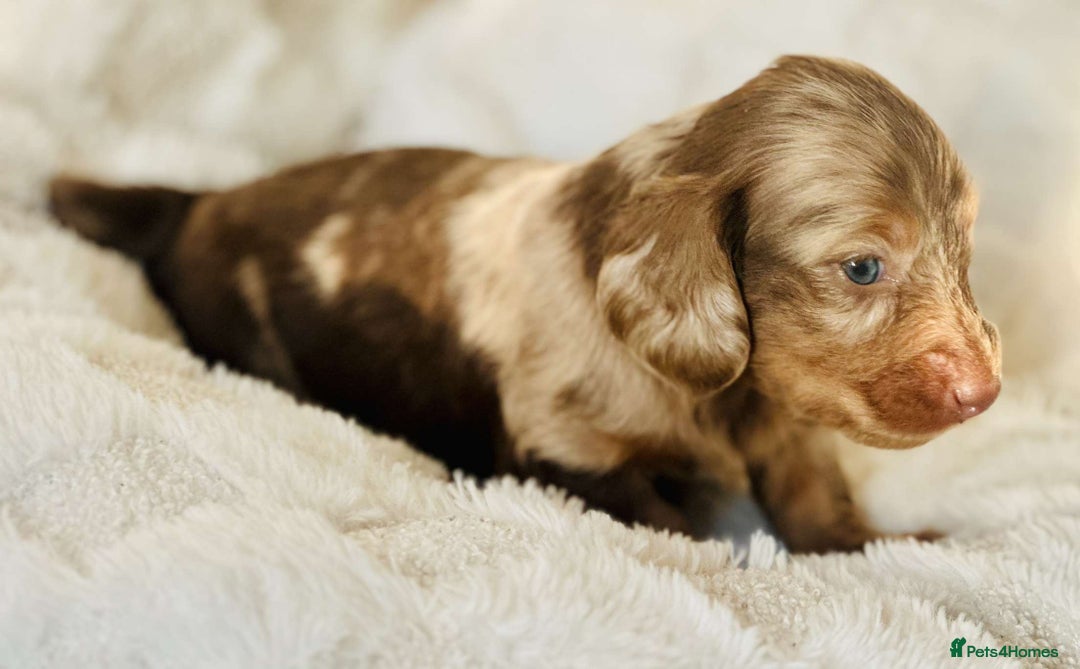 Miniature Dachshund dogs for sale: Long haired dachshund  - Image 22