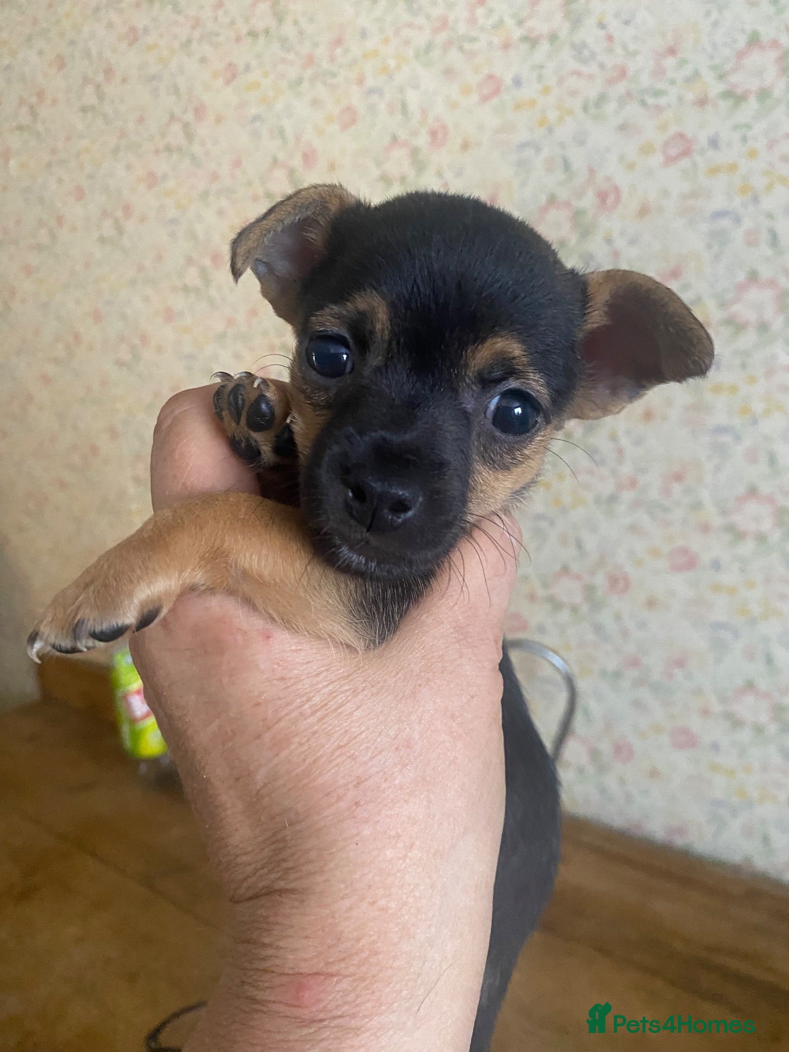 Jack Russell dogs Much Wenlock BLACK-TAN GIRL Jack Russell Pups  - Advert 2
