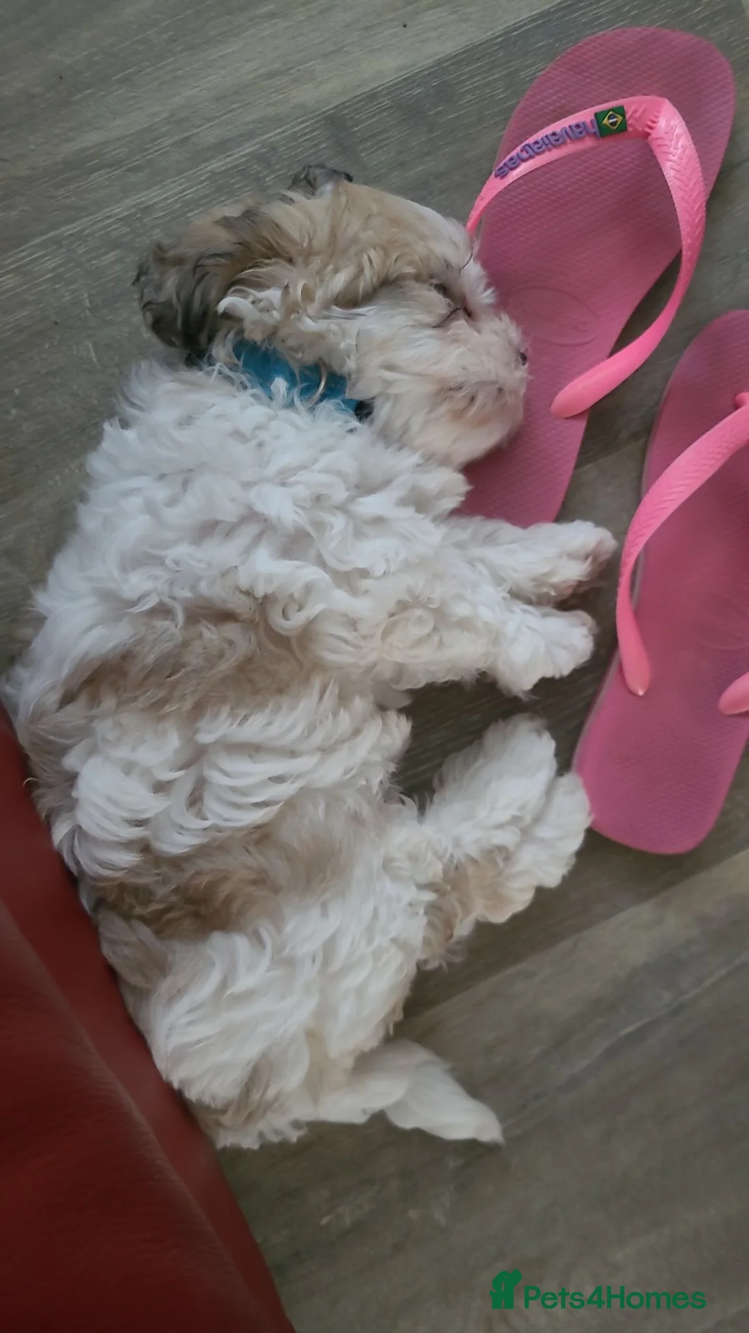 Mixed Breed dogs for sale: 8 week old puppy in Caerphilly - Advert 2