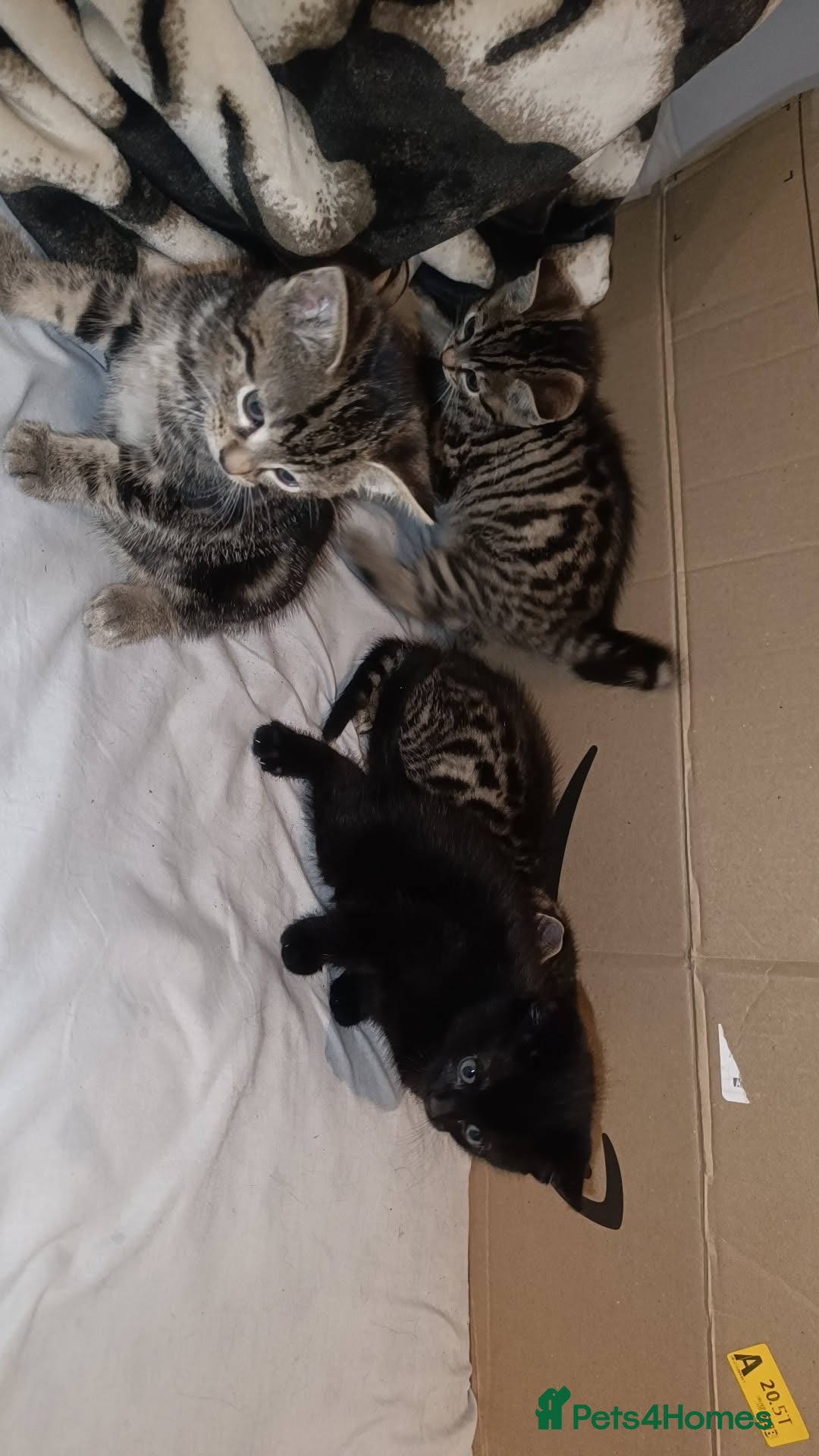 Bengal cats for sale: Kittens 7 weeks for sale  - Image 4