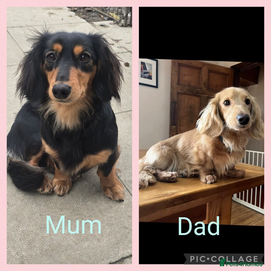 Miniature Dachshund dogs for sale: Long haired Miniature Dachshund - Advert 6