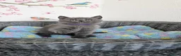 British Shorthair cats for sale: British Shorthair Kittens - Advert 4