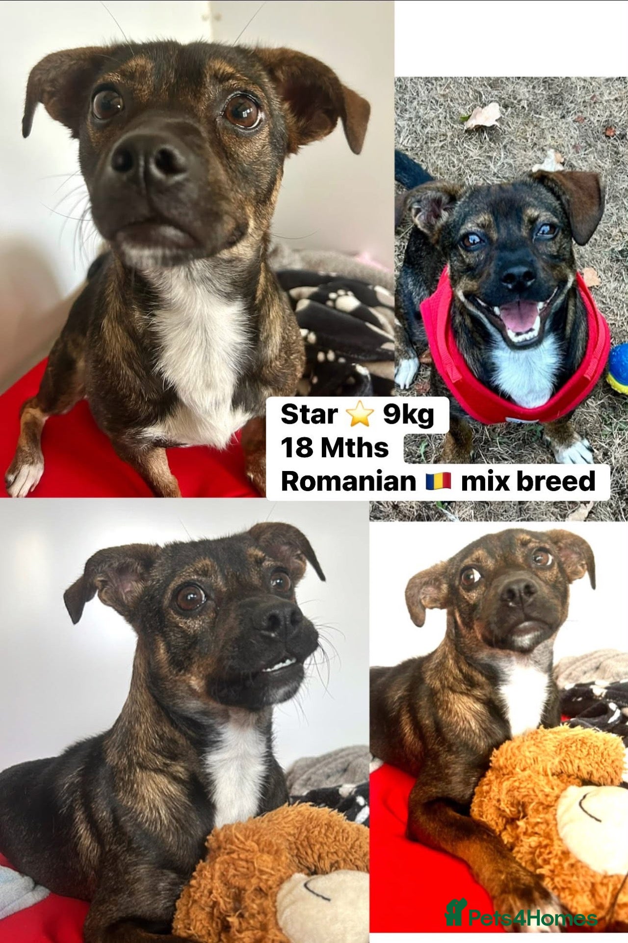 Mixed Breed dogs Star 18mths for adoption - 9kg - Advert 6