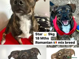 Mixed Breed dogs Star 18mths for adoption - 9kg - Advert 6
