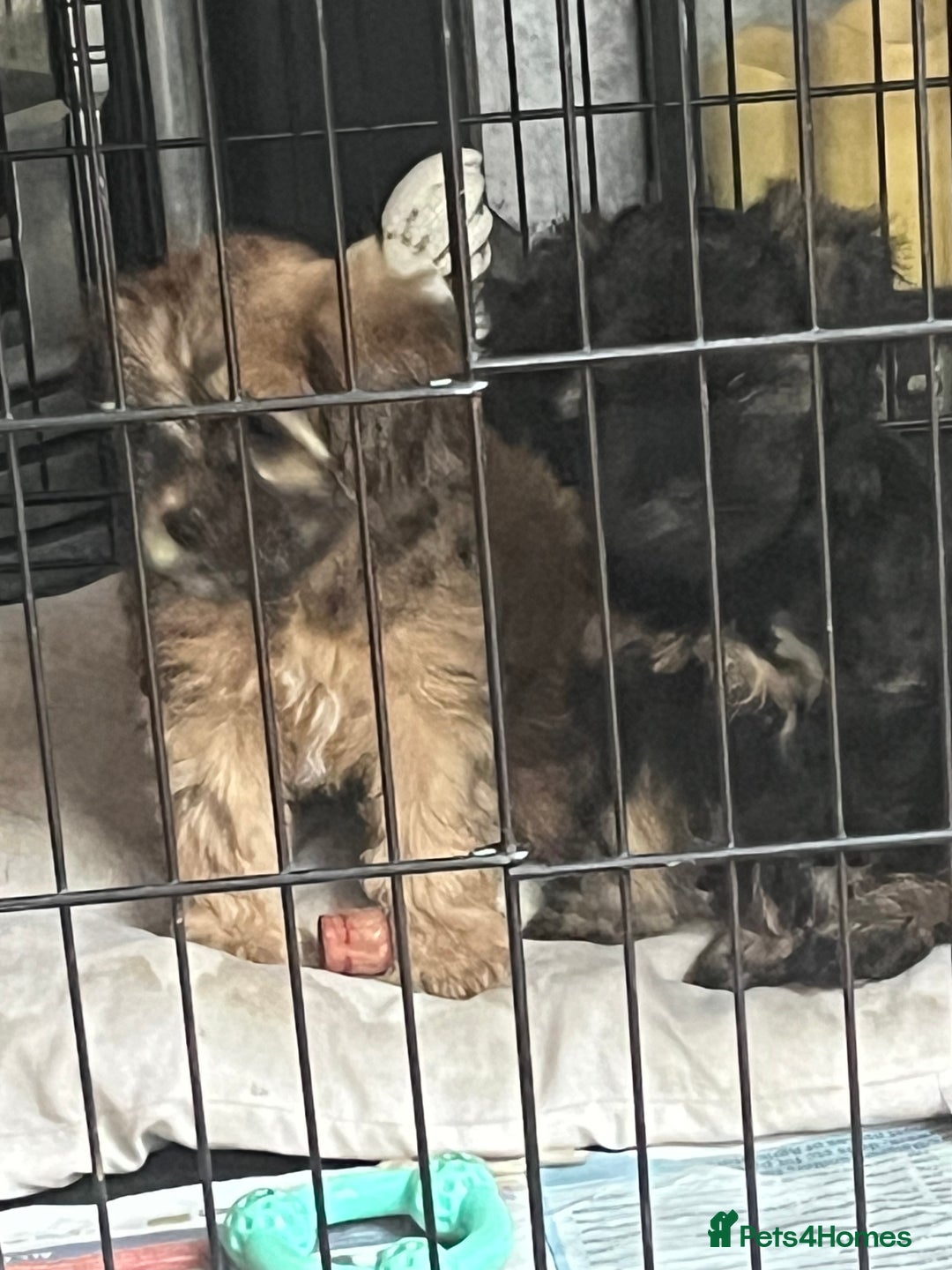 Mixed Breed dogs for sale: Shihpoo x Cockapoo puppies  - Advert 4