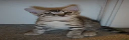 Bengal cats for sale: 2 Tica Registered male Bengal kittens for sale  in Windsor - Advert 16
