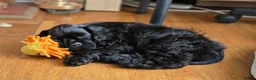 American Cocker Spaniel dogs for sale: American cocker spaniels puppies - Advert 4