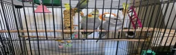 Cockatiels birds for sale: Cockatiel in Cardiff - Advert 6