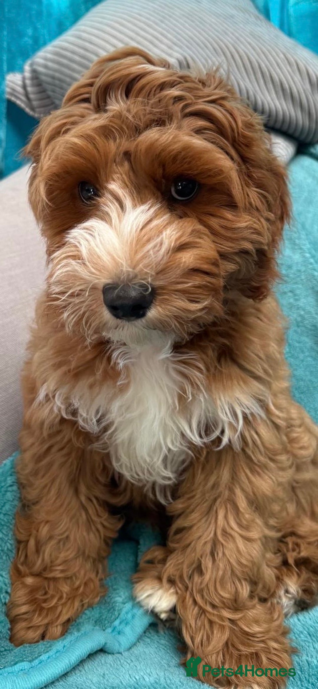 Australian Labradoodle dogs for sale: Australian labradoodles from Annetteslabradoodles  - Advert 21