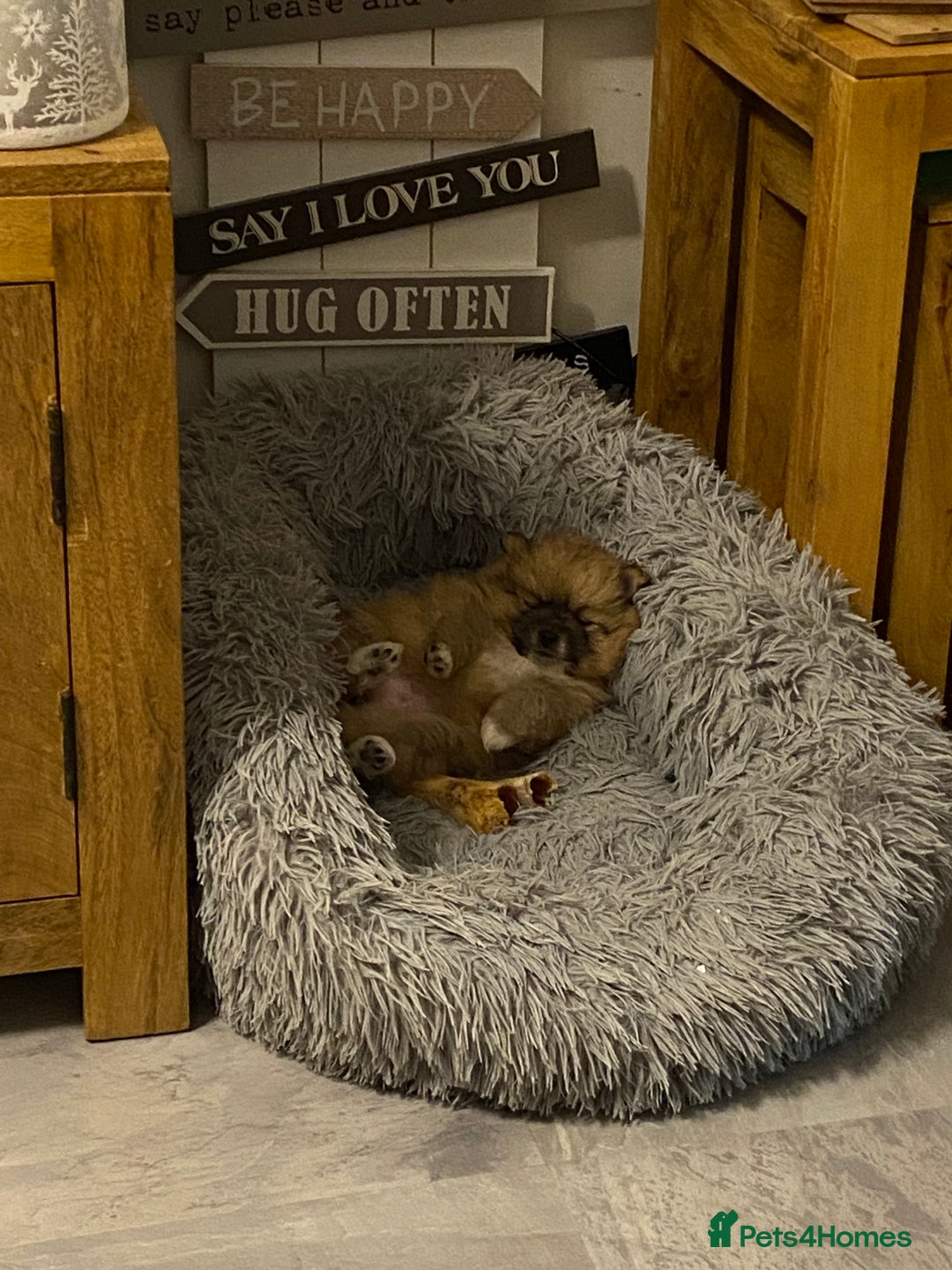 Pomeranian dogs for sale: Three beautiful Pomeranian puppies - Advert 2