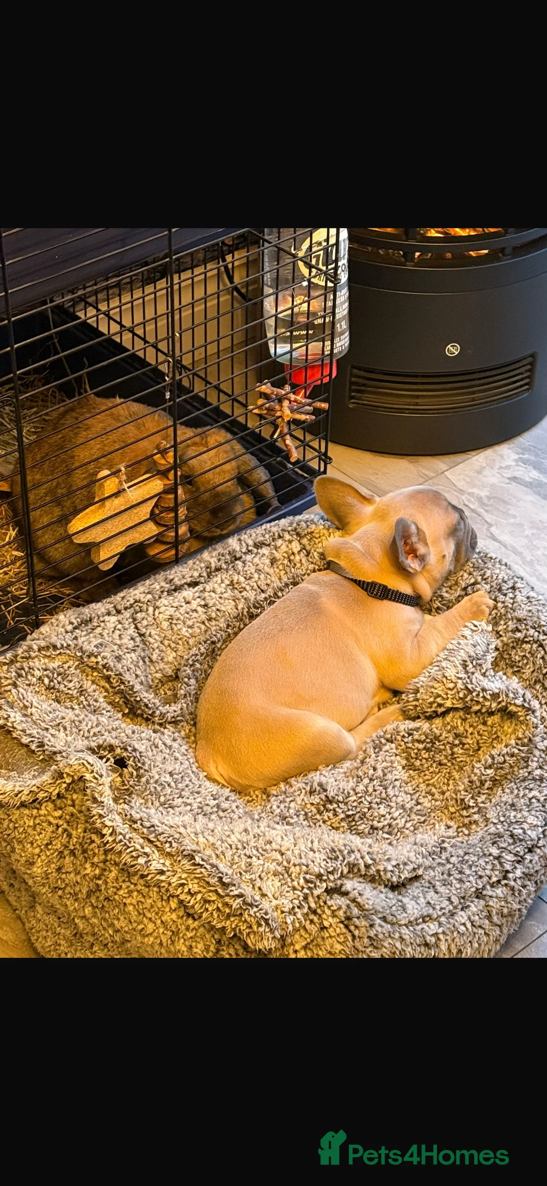 French Bulldog dogs for sale: French bull dog puppy  - Advert 7