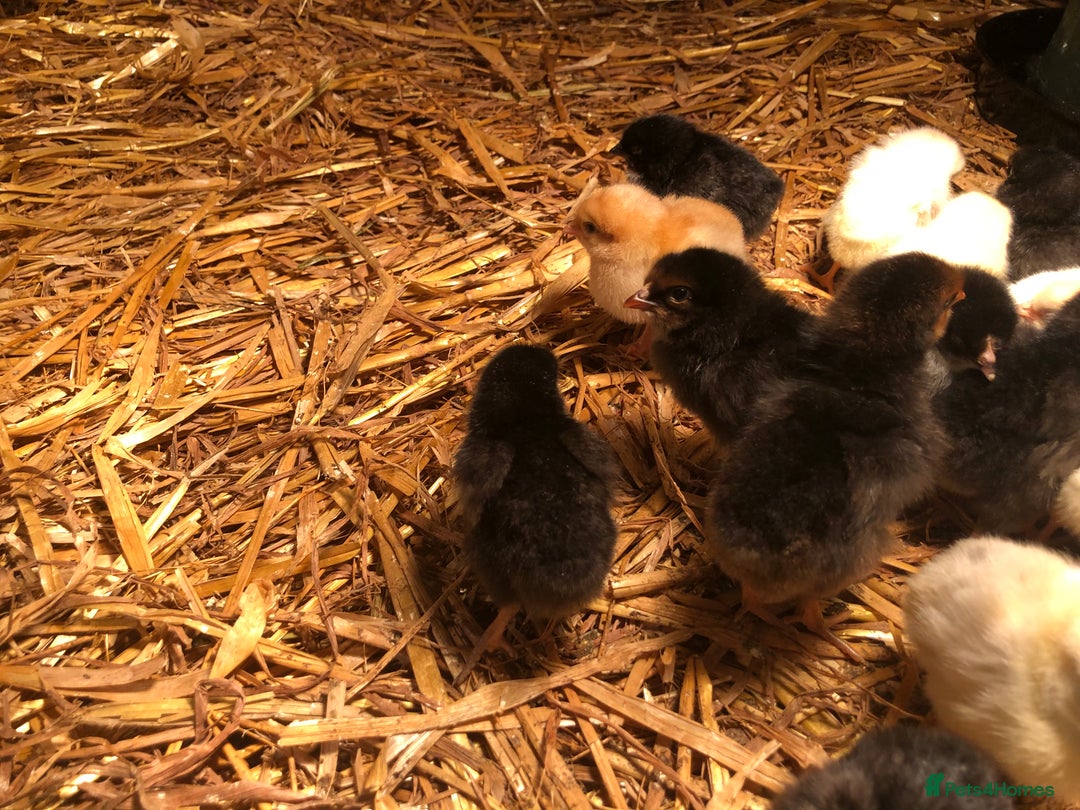 Chickens poultry for sale: Sexed pullet chicks. Blue, brown, white layer  - Advert 9