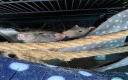 Rat rodents for sale: Four lovely Brothers for Rehoming - Image 7