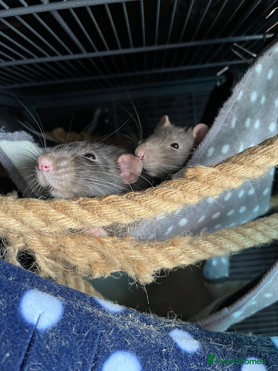 Rat rodents for sale: Four lovely Brothers for Rehoming - Image 7