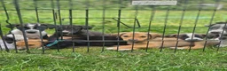 Mixed Breed dogs for sale: Stunning Kelpie lurchers  - Advert 1