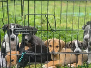 Mixed Breed dogs Stunning Kelpie lurchers - Advert 1