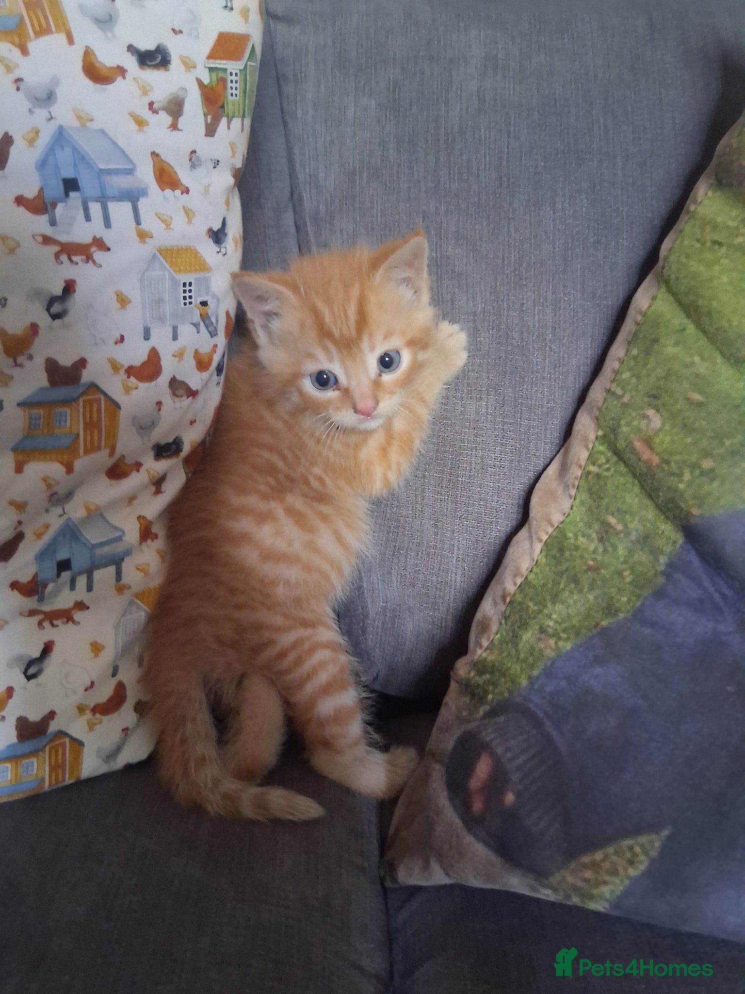 Mixed Breed cats Various beautiful kittens  - Advert 13