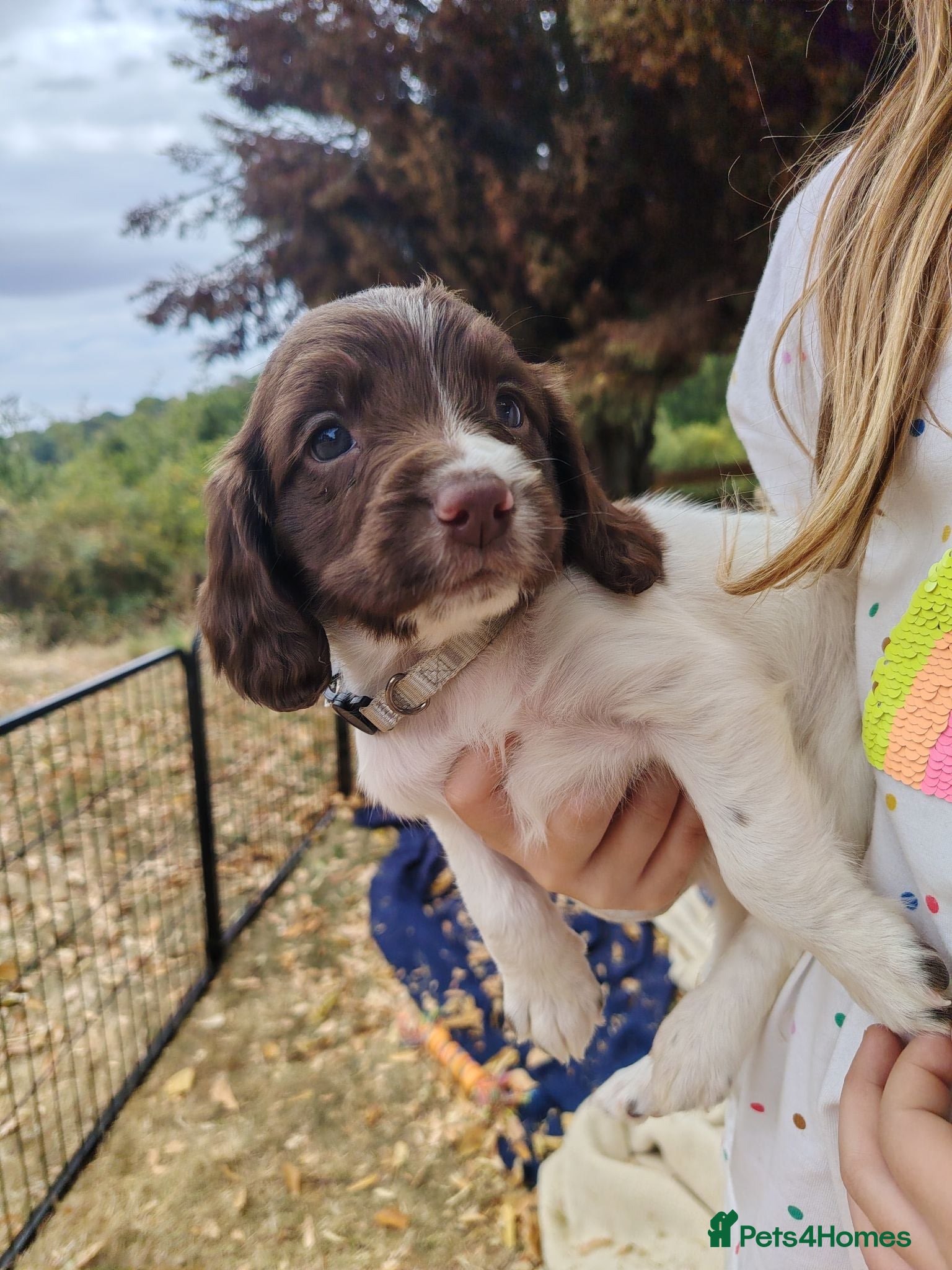 English Springer Spaniel dogs English Springer spaniel puppies - Advert 1