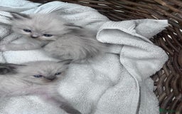 Ragdoll cats for sale: Pure breed ragdolls - Image 15