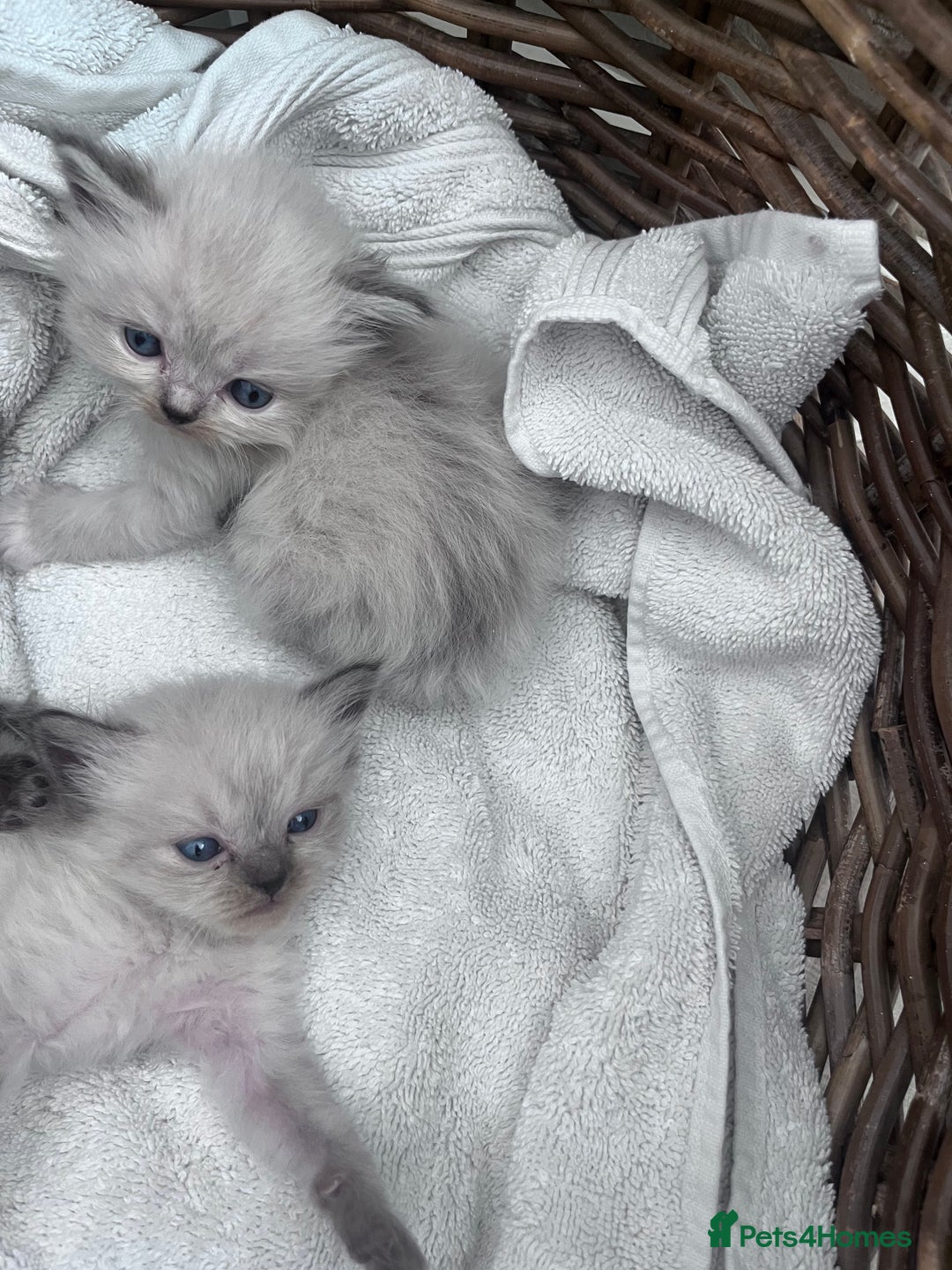 Ragdoll cats for sale: Pure breed ragdolls - Image 15