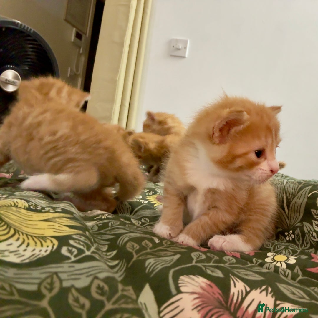 British Shorthair cats for sale: STUNNING 🤩 British Shorthair Queen 👑 litter  - Image 17