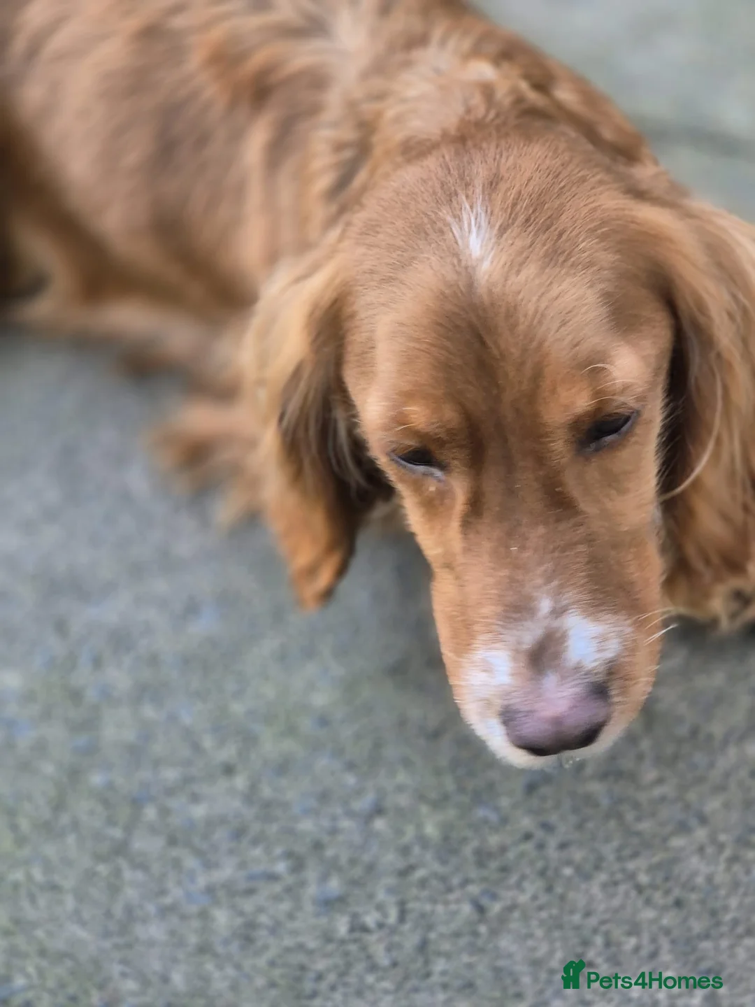 Cocker Spaniel dogs for sale: Beautiful cocker spaniel for rehoming - Advert 7