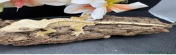 Gecko reptiles for sale: Baby crested gecko’s  - Advert 4